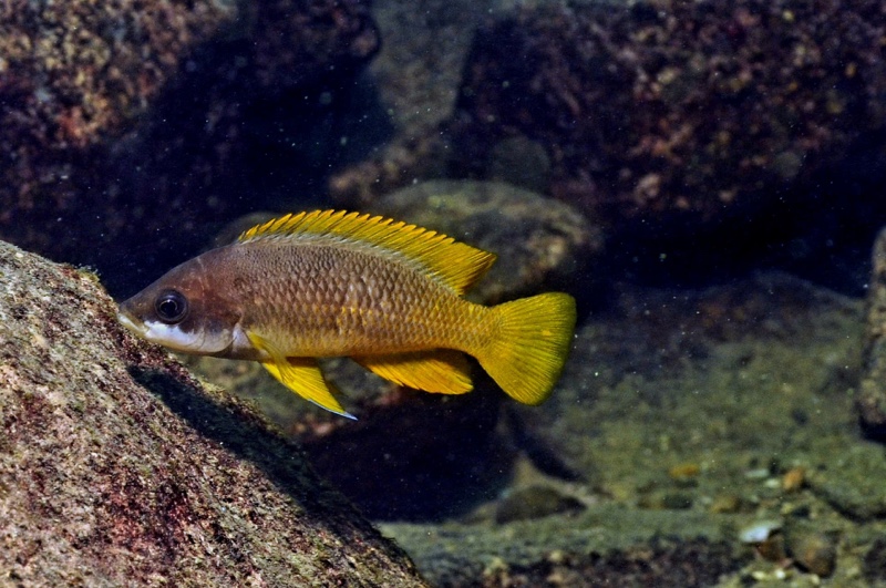 Neolamprologus mustax 'Mutondwe (Crocodile) Island'